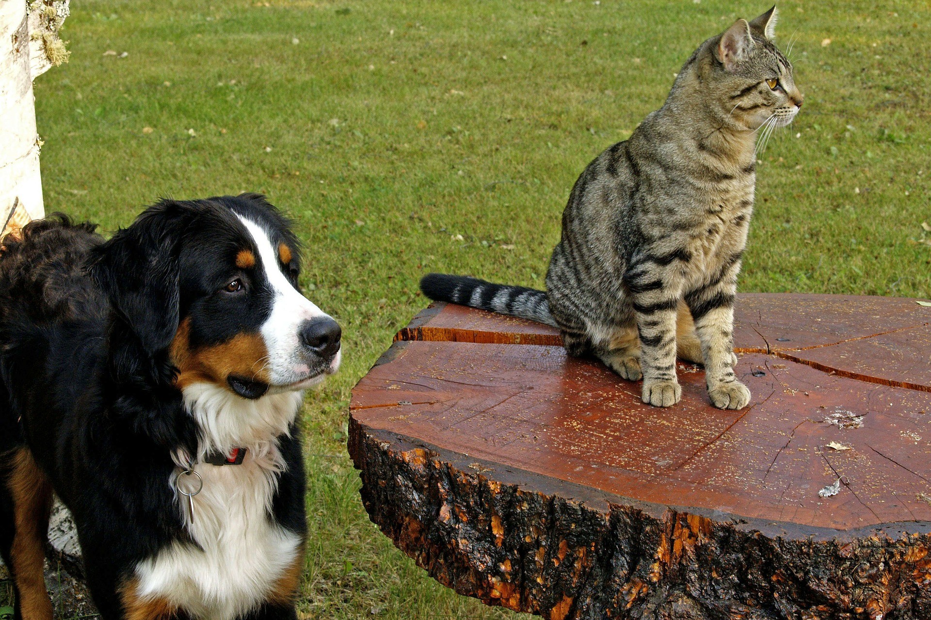 Un bouvier bernois et un chat peuvent-ils cohabiter ensemble?