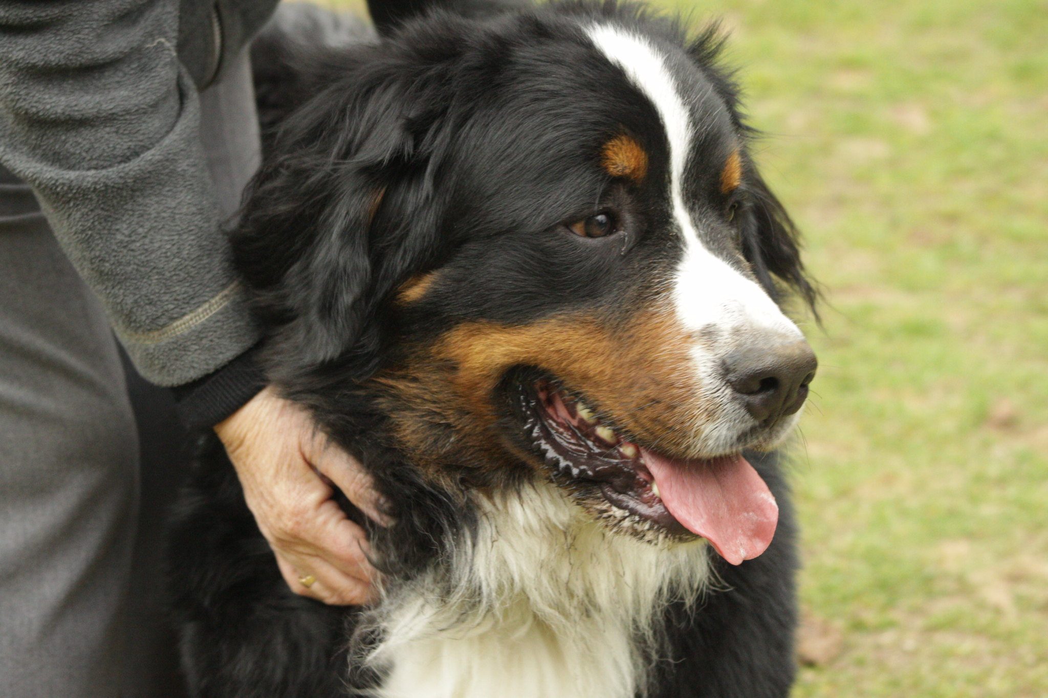 Le bouvier bernois: chien pour les séniors