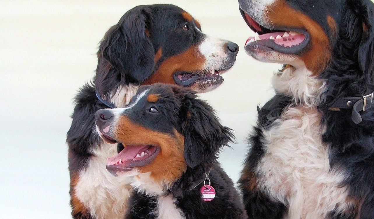 Nos conseils pour choisir le bon collier pour votre Bouvier Bernois