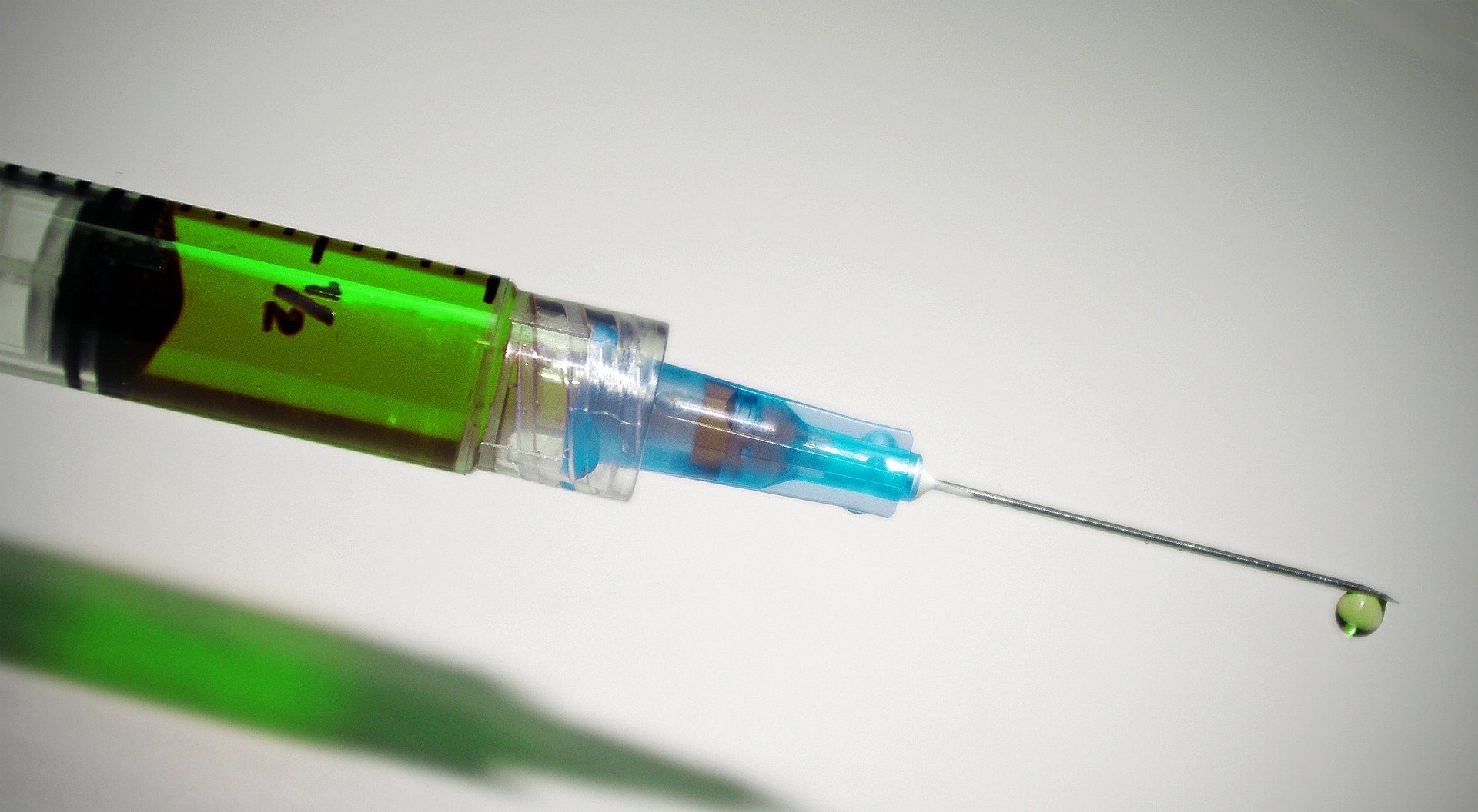 Faire vacciner votre Bouvier Bernois